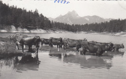 E3180) URISEE - REUTTE - Tirol  Rinder Stehen Im See - Tolle FOTO AK - Reutte