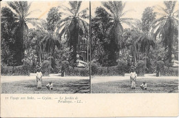 Voyage Aux Indes - Ceylan - - Le Jardin De Peradenya - Stereoscope Cards