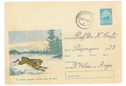 IP 64 A - 046a RABBIT, Winter, Romania - Stationery - Used - 1964 - Konijnen