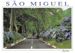 Sao Miguel - Route Bordée D'hortensias - Açores