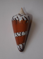 Conus Generalis - Schelpen