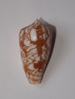 Conus Wittigi - Seashells & Snail-shells