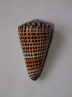 Conus Litteratus - Coquillages