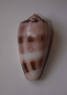 Conus Chusaki - Conchiglie