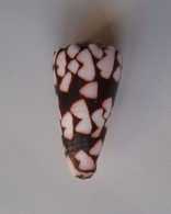 Conus Bandanus - Coquillages