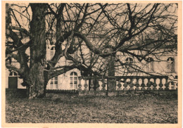 CPA Carte Postale Belgique Mariemont  Marronnier Séculaire En Bordure Du Parc  VM76631 - Morlanwelz