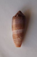 Conus Circumcisus - Conchiglie