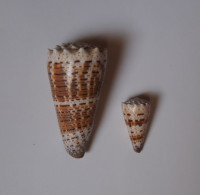 Conus Imperialis - Seashells & Snail-shells