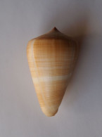 Conus Quercinus - Schelpen