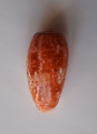 Conus Bullatus - Conchas Y Caracoles