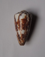 Conus Vitulinus - Conchas Y Caracoles