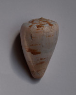 Conus Papilliferus - Coquillages