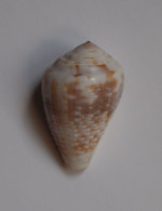 Conus Catus - Seashells & Snail-shells