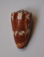 Conus Striatellus - Seashells & Snail-shells