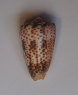 Conus Pulicarius Vautieri - Schelpen