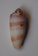 Conus Circumcisus - Seashells & Snail-shells