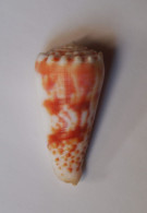 Conus Mollucccensis Merleti - Muscheln & Schnecken