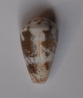 Conus Striolatus - Schelpen