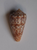 Conus Proximus Cebuensis - Coquillages