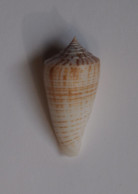 Conus Mucronatus - Conchas Y Caracoles