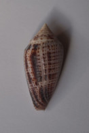 Conus Ximenes - Seashells & Snail-shells