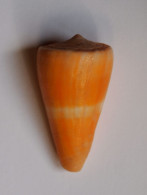 Conus Daucus - Seashells & Snail-shells