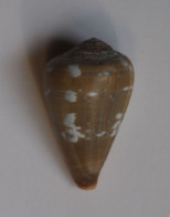 Conus Irregularis - Conchas Y Caracoles