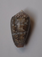 Conus Monachus - Coquillages