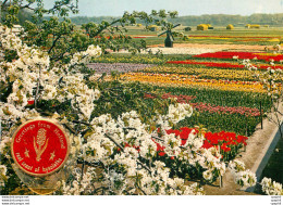 CPM La Hollande En Parure Des Fleurs - Lisse