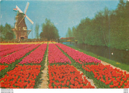 CPM Keukenhof Lisse Holland Moulin A Vent - Lisse