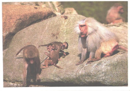 Monkey, Apes On Rocks, Baboon - Singes