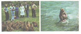 Monkey, Apes, Baboon, Suhhumi, 1978 - Singes