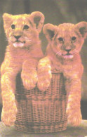 Lion Cubs In Basket, 1985 - Lions