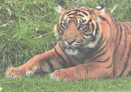 Tiger On Grass - Tigri