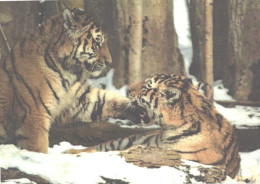 Playing Tigers In Snow - Tiger