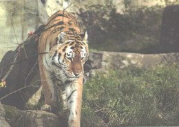 Walking Tiger In Zoo - Tigri