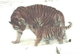 Tiger With Cub In Snow - Tigres