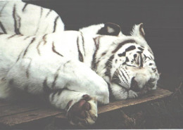 Resting White Tiger, Albino - Tigers