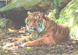 Tiger In Zoo - Tijgers