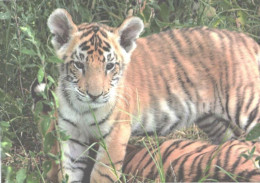 Tiger Cub And Tiger - Tijgers