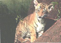 Young Tiger On Tree - Tiger