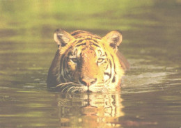 Swimming Tiger, WWF - Tiger