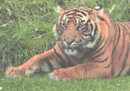 Resting Tiger - Tigres