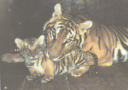 Bengal Tiger With Cub, 1989 - Tigres