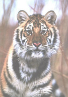 Looking Tiger, WWF - Tigri