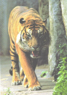 Walking Tiger - Tiger