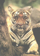 Tiger On Tree - Tigres