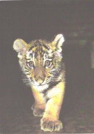 Young Amur Tiger, 1988 - Tigres