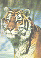 Ussuri Tiger, 1988 - Tigres