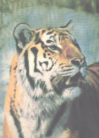 Ussuri Tiger, 1985 - Tigers